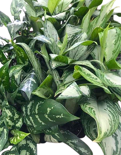Grower's Choice Aglaonema